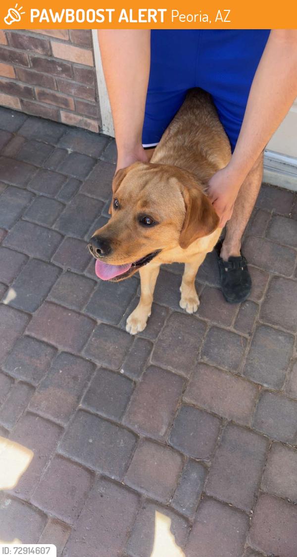Found/Stray Male Dog last seen Black hill rd, Peoria, AZ 85383