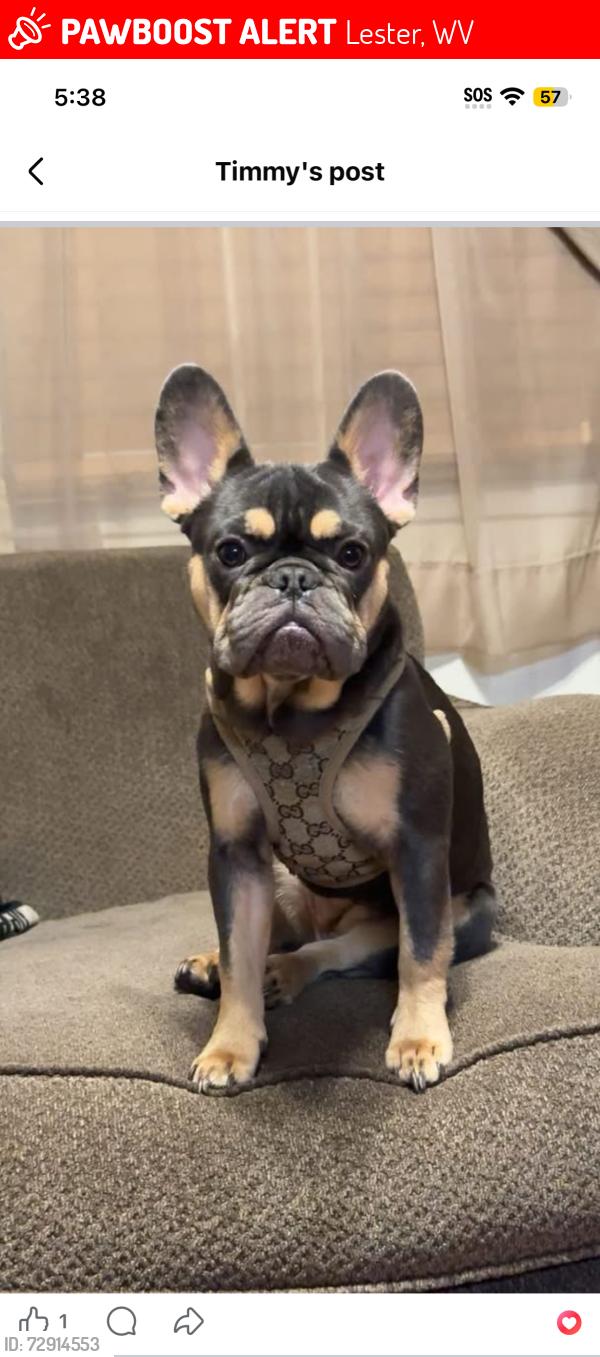 Lost Female Dog last seen Near 1st Street in Lester, Lester, WV 25865