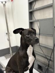 Shelter Stray Male Dog last seen , , CA, 1101 29th Ave, Oakland, CA 94601, USA