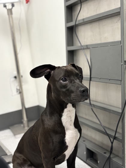 Shelter Stray Male Dog last seen , , CA, 1101 29th Ave, Oakland, CA 94601, USA