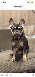 Lost Female Dog last seen Near 1st Street in Lester, Lester, WV 25865