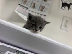 Shelter Stray Female Cat last seen Oakland, CA 94619, Oakland, CA 94601