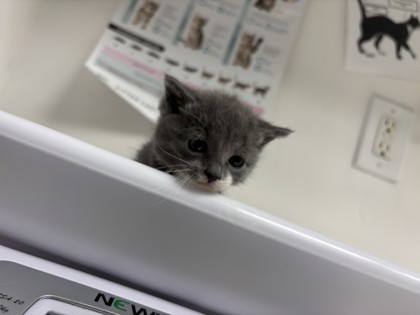 Shelter Stray Female Cat last seen Oakland, CA 94619, Oakland, CA 94601