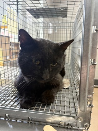 Shelter Stray Male Cat last seen Near McFalls Circle, 29621, Anderson County, SC, Anderson, SC 29622