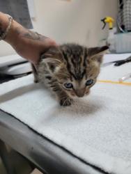 Shelter Stray Female Cat last seen Rancho Cordova, CA 95670, Sacramento, CA 95828