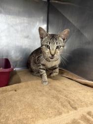 Shelter Stray Female Cat last seen Catfish Lake Rd, NC , New Bern, NC 28562