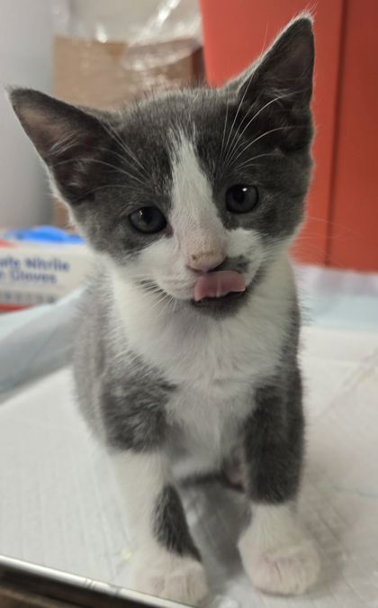 Shelter Stray Female Cat last seen N Russell Ave & W Belmont Ave, Firebaugh Zone Fresno CO 1A 93622, CA, Fresno, CA 93706
