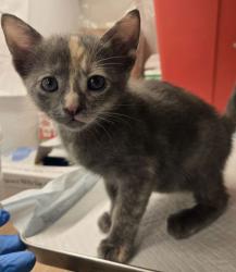 Shelter Stray Female Cat last seen N Russell Ave & W Belmont Ave, Firebaugh Zone Fresno CO 1A 93622, CA, Fresno, CA 93706