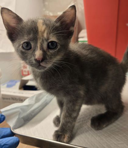 Shelter Stray Female Cat last seen N Russell Ave & W Belmont Ave, Firebaugh Zone Fresno CO 1A 93622, CA, Fresno, CA 93706