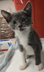 Shelter Stray Female Cat last seen N Russell Ave & W Belmont Ave, Firebaugh Zone Fresno CO 1A 93622, CA, Fresno, CA 93706