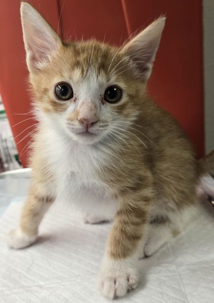 Shelter Stray Male Cat last seen Jensen and Temperance, Fresno Zone Fresno CO 2 93737, CA, Fresno, CA 93706