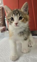 Shelter Stray Female Cat last seen Jensen and Temperance, Fresno Zone Fresno CO 2 93737, CA, Fresno, CA 93706
