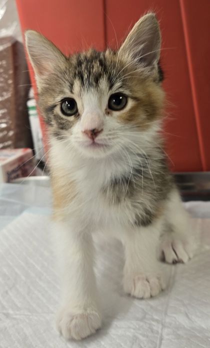 Shelter Stray Female Cat last seen Jensen and Temperance, Fresno Zone Fresno CO 2 93737, CA, Fresno, CA 93706