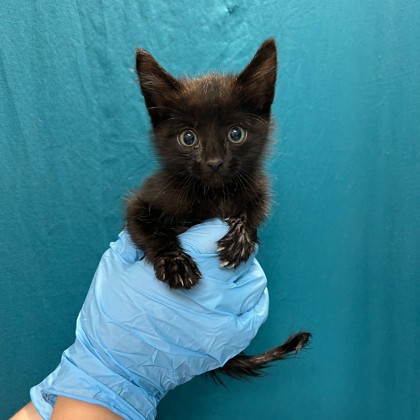 Shelter Stray Male Cat last seen Mile/Hwy 6, City of College Station, TX, 5359 Leonard Rd, Bryan, TX 77807, USA