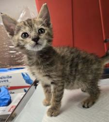 Shelter Stray Female Cat last seen Jensen and Temperance, Fresno Zone Fresno CO 2 93737, CA, Fresno, CA 93706