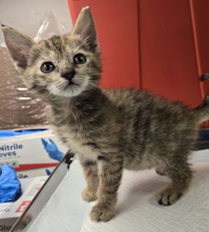 Shelter Stray Female Cat last seen Jensen and Temperance, Fresno Zone Fresno CO 2 93737, CA, Fresno, CA 93706