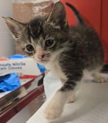 Shelter Stray Male Cat last seen Jensen and Temperance, Fresno Zone Fresno CO 2 93737, CA, Fresno, CA 93706