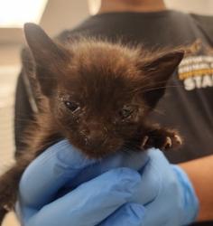 Shelter Stray Male Cat last seen Gastonia, NC 28056, Gastonia, NC 28052