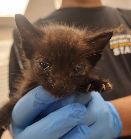 Shelter Stray Male Cat last seen Gastonia, NC 28056, Gastonia, NC 28052
