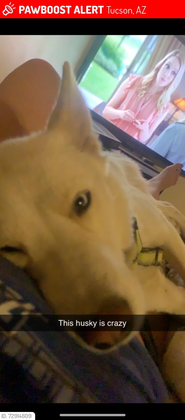 Lost Female Dog last seen 6th and teton, Tucson, AZ 85756