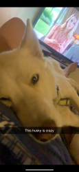 Lost Female Dog last seen 6th and teton, Tucson, AZ 85756