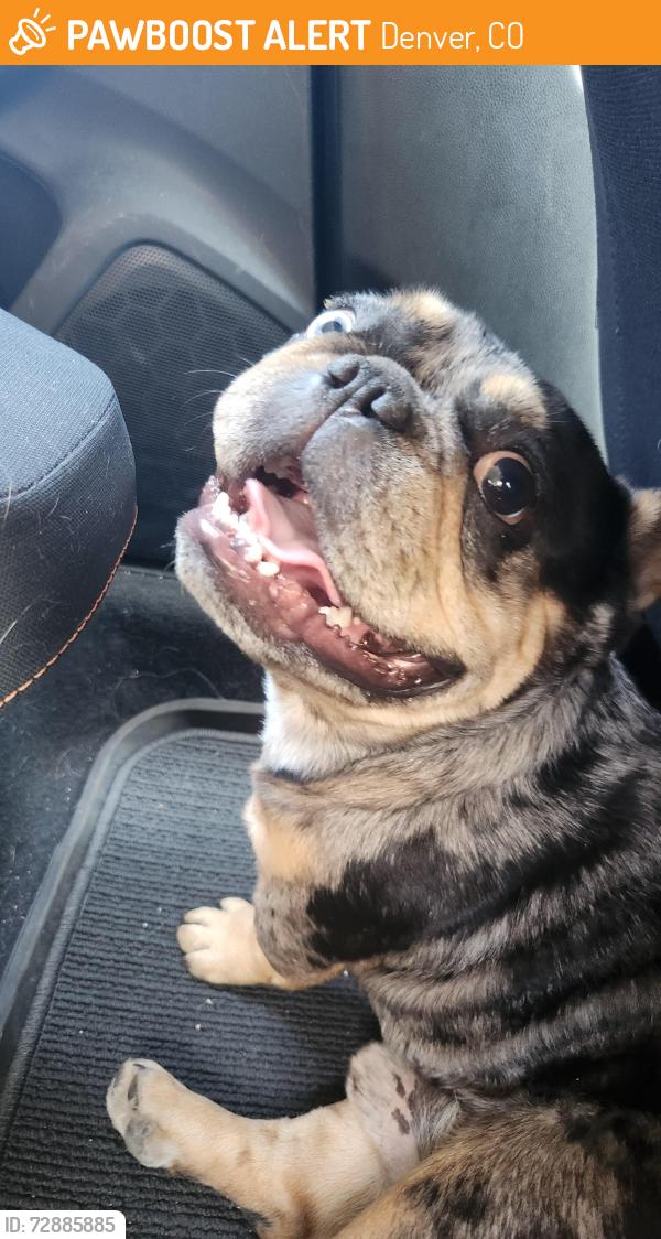 Found/Stray Male Dog last seen Near S Sheridan Blvd, Denver, CO 80227