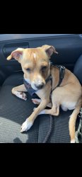 Found/Stray Male Dog last seen Hawthorne , Hawthorne, CA 90250