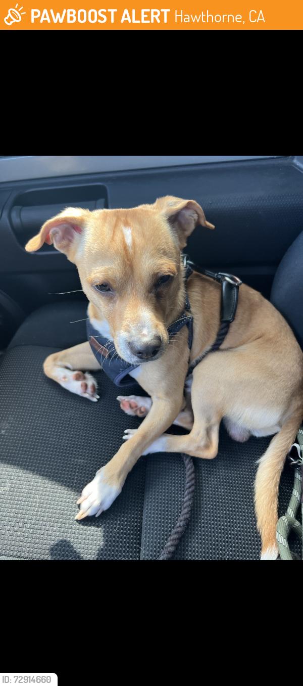 Found/Stray Male Dog last seen Hawthorne , Hawthorne, CA 90250