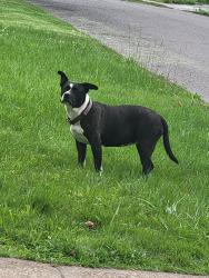 Reunited Female Dog last seen Gourock Dr, St. Louis, MO 63137, USA, St. Louis, MO 63137