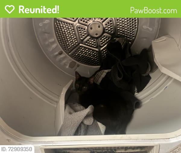 Reunited Female Cat last seen Below the 21 pool room , Charleston, WV 25312