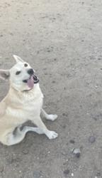 Reunited Male Dog last seen Mesa Linda and Blazing Star , Victorville, CA 92392