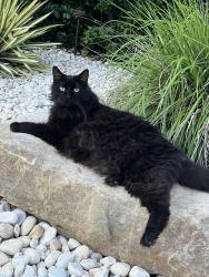 Reunited Male Cat last seen First court, Virginia Beach, VA 23455