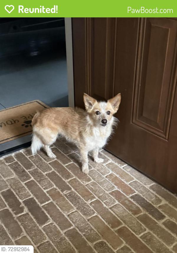 Reunited Female Dog last seen McDougald Rd and McCormick Road, Harnett County, NC 27332