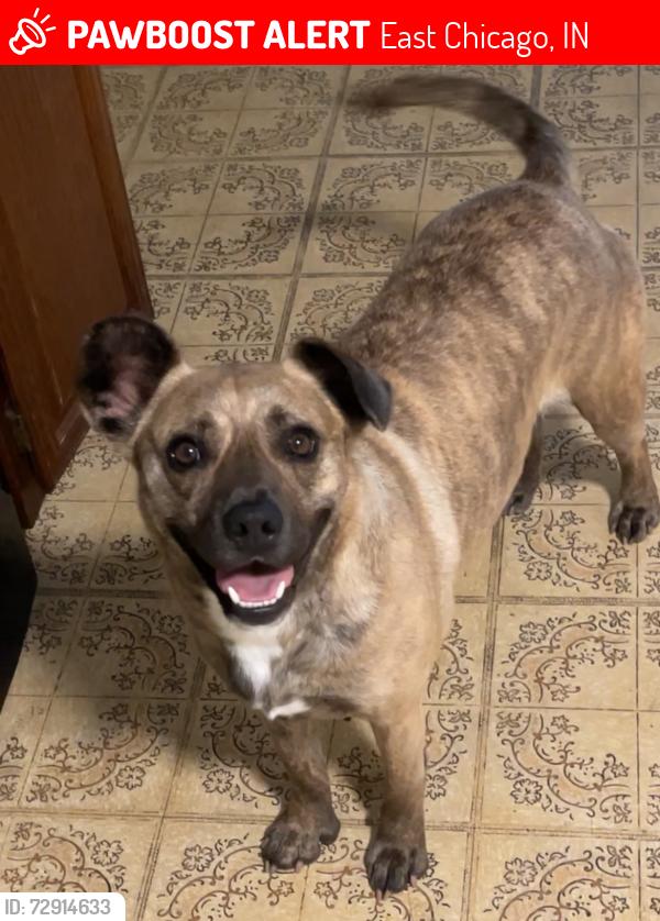 Lost Female Dog last seen Near grand blvd,  E 140th st, East Chicago, IN 46312
