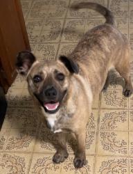 Lost Female Dog last seen Near grand blvd,  E 140th st, East Chicago, IN 46312