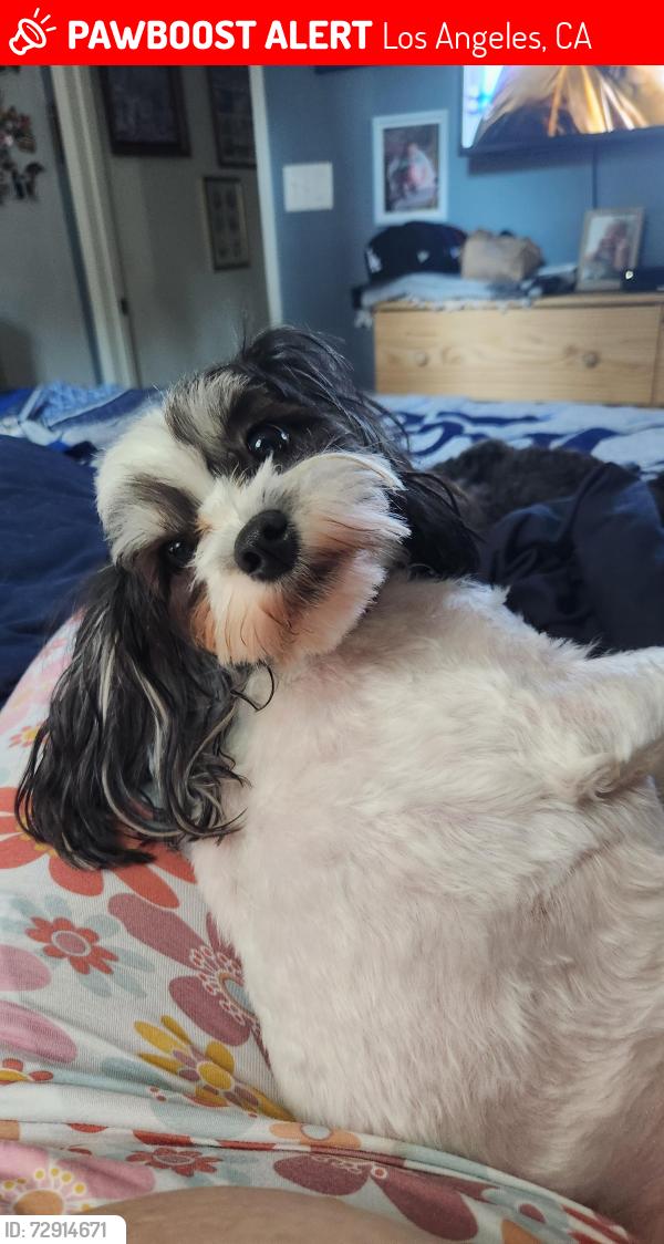 Lost Female Dog last seen Lindley and rayen st, Los Angeles, CA 91325