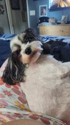 Lost Female Dog last seen Lindley and rayen st, Los Angeles, CA 91325