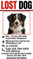 Reunited Male Dog last seen Clarion Dr. Whitesboro, NY, Whitestown, NY 13492
