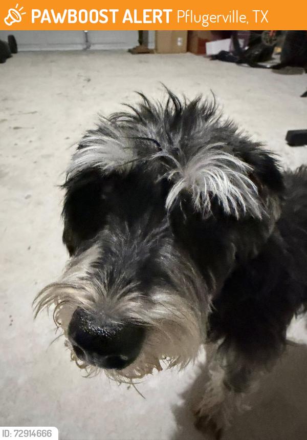 Found/Stray Male Dog last seen Crispin Hall Lane & Cerridwen Drive, Pflugerville, TX 78660