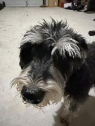 Found/Stray Male Dog last seen Crispin Hall Lane & Cerridwen Drive, Pflugerville, TX 78660