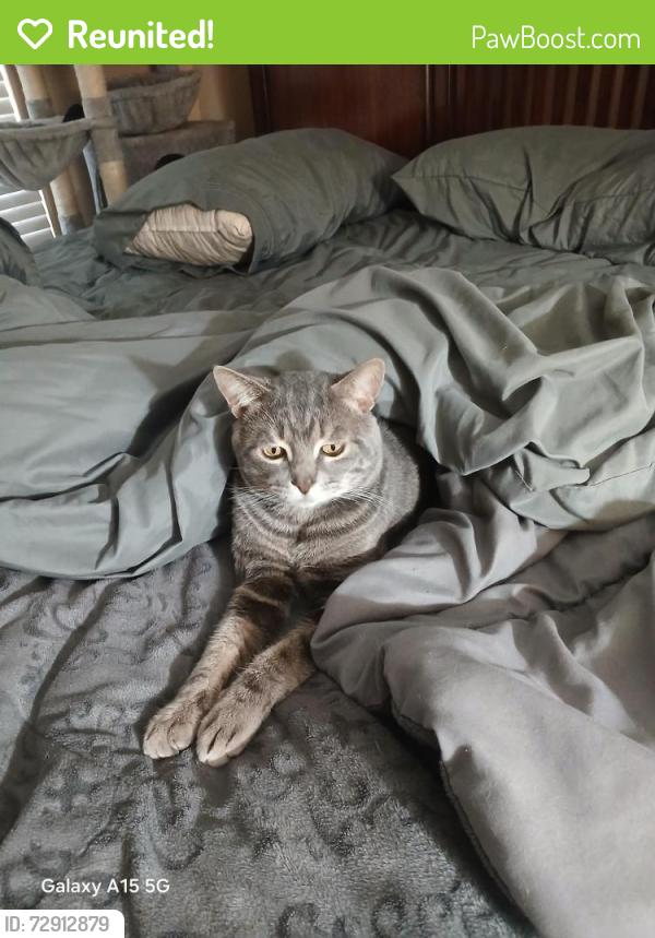 Reunited Male Cat last seen Louise & Mayall, Los Angeles, CA 91325