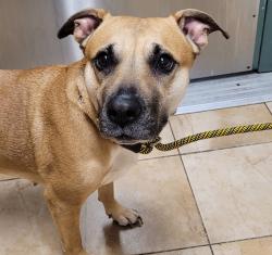 Shelter Stray Female Dog last seen Reynolds H.S., TROUTDALE, OR, 97060, Troutdale, OR 97060