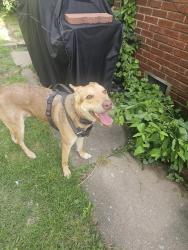 Reunited Male Dog last seen Waverly and Harvard, Tulsa, OK 74104