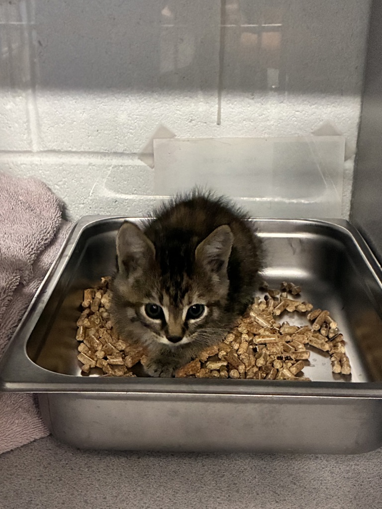 Shelter Stray Female Cat last seen Near W Directors Row, SALT LAKE CITY, UT, 84104, 511 W 3900 S, Salt Lake City, UT 84123, USA