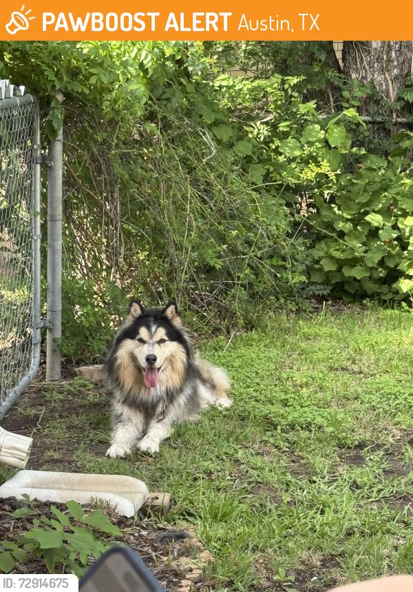 Found/Stray Male Dog last seen Dove Haven , Austin, TX 78753