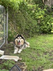 Found/Stray Male Dog last seen Dove Haven , Austin, TX 78753