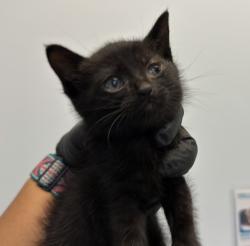 Shelter Stray Male Cat last seen linda vista, San Diego, CA, 92111, San Diego, CA 92110
