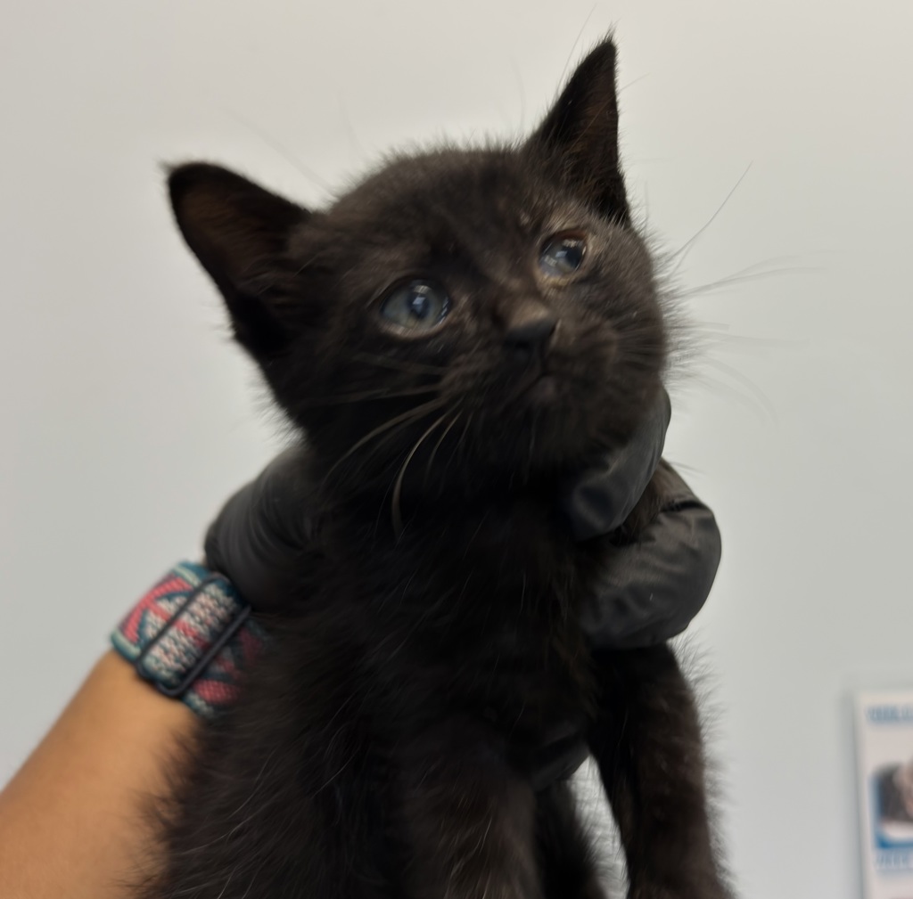 Shelter Stray Male Cat last seen linda vista, San Diego, CA, 92111, San Diego, CA 92110