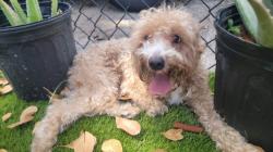 Reunited Unknown Dog last seen 26th avenue , Hollywood, FL 33020