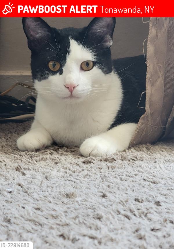Lost Male Cat last seen Sheridan parkside , Tonawanda, NY 14150